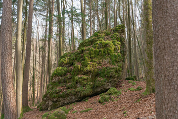 Large moss covered boulder in Bavarian forest landscape © Tatiana