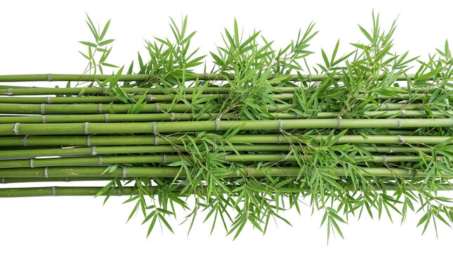 Lush green bamboo stalks with fresh vibrant leaves, naturally arranged and isolated on transparent background, a serene botanical element PNG