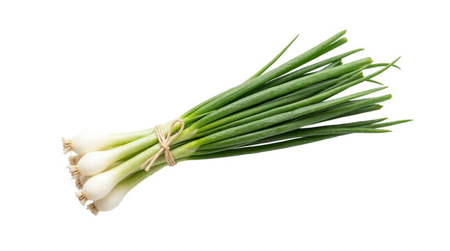 Fresh vibrant green onions, also known as scallions or spring onions, tied with twine, isolated on transparent background, ready for culinary use