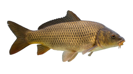 Vibrant common carp fish with shimmering golden scales, a freshwater aquatic animal, captured in a detailed side view, isolated PNG, perfect for design