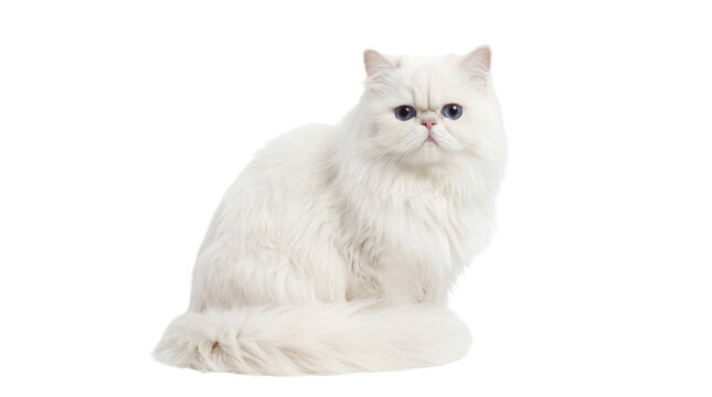 Beautiful fluffy white Persian cat with striking blue eyes, sitting calmly and looking directly at the viewer, isolated PNG on transparent background