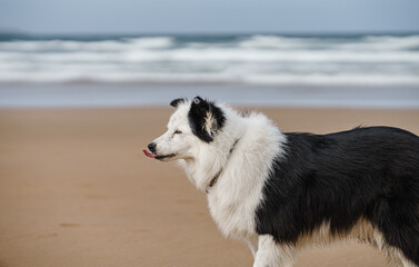 Border collie dog profile portrait on beach with ocean background © Naiara
