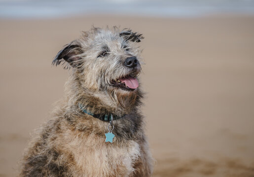 Scruffy mixed breed dog portrait outdoors on sandy beach