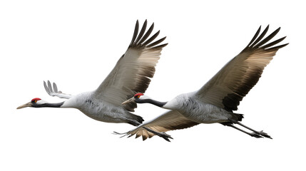 Obraz premium Ultra realistic HD flying cranes pair mid-air wings extended, isolated on white background