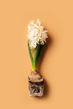 Spring, gardening and growth concept with hyacinth with roots on beige background