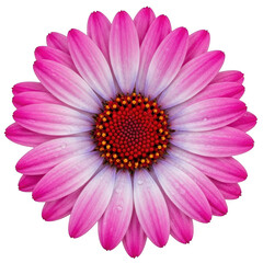 Obraz premium Vibrant pink daisy flower with white and red center isolated on transparent background