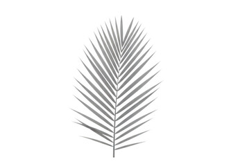 Fototapeta premium A finely detailed illustration of a single palm frond with intricate vein patterns