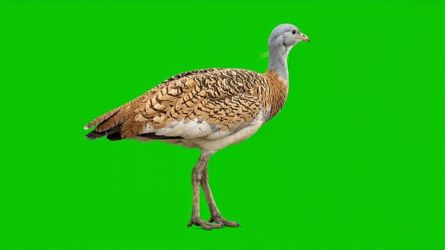 great bustard walking and turn around isolated on green background
