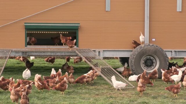 Happy healthy white, brown chickens pecking grass on pasture near mobile chicken coop on wheels, free range poultry farming and sustainable agriculture concept. Organic Egg Farm, mobile Chicken Coop.