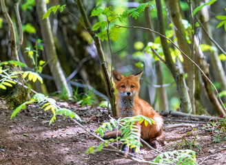 Fototapeta premium Portrait of a cute red fox sitting in a sunny spring forest and smiling