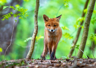 Fototapeta premium Portrait of a cute red fox cub standing in a sunny spring forest and looking straight into the camera