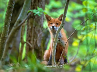 Fototapeta premium A portrait of a cute red fox cub standing in a sunny spring park and curiously peeking out from behind the branches