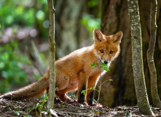 Fototapeta premium A cute red fox cub is walking through the forest on a spring day and playing with branches