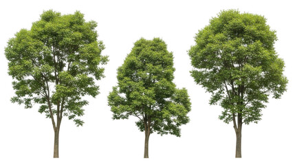 Fototapeta premium Three tall green trees isolated on transparent background