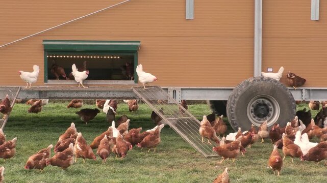 Happy healthy white, brown chickens pecking grass on pasture near mobile chicken coop on wheels, free range poultry farming and sustainable agriculture concept. Organic Egg Farm, mobile Chicken Coop.