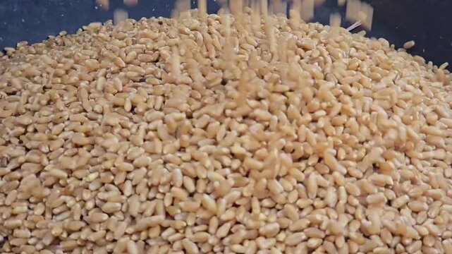 Golden wheat grains cascade downward, bouncing rapidly in a rhythmic dance. The successful threshing harvest captures the essence of agricultural abundance and the heart of golden fields. Slow motion.