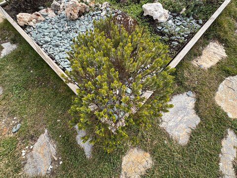 Veronica odora (fragrant hebe) with bright green layered foliage growing in a landscaped garden. This ornamental plant forms compact bushes and is widely used in park, borders, decorative landscaping.