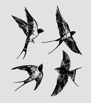 Swallows flying set, hand-drawn sketches