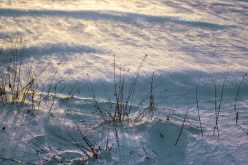 Krajobraz kompozycja zimowa sceneria trawy śnieżny puch, zawieja śnieżna. © Monika