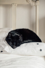 cute black cat sleeping on black and white polka dot pillow on bed © Nicole Kandi