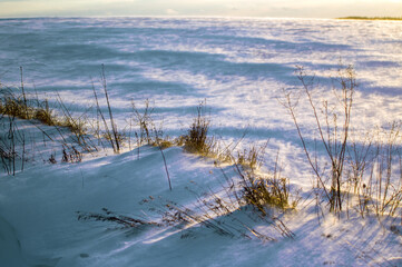 Krajobraz kompozycja zimowa sceneria trawy śnieżny puch, zawieja śnieżna.   © Monika