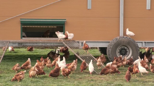 Happy healthy white, brown chickens pecking grass on pasture near mobile chicken coop on wheels, free range poultry farming and sustainable agriculture concept. Organic Egg Farm, mobile Chicken Coop.