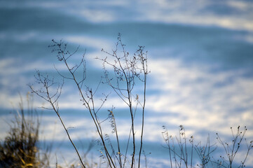 Krajobraz kompozycja zimowa sceneria trawy śnieżny puch, zawieja śnieżna.   © Monika