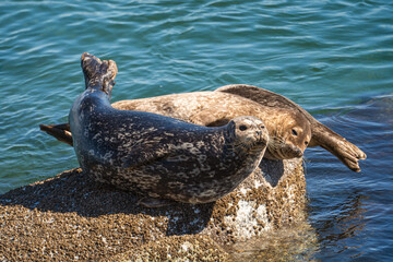 Harbor Seals (Phoca vitulina), Resting on Rock in Coastal Waters © Olga