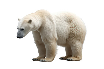 Fototapeta premium Polar bear, a powerful arctic animal, standing against a transparent background. Concept for wildlife, conservation, and ecosystem