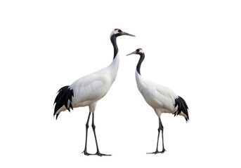 Obraz premium Pair of cranes on transparent background