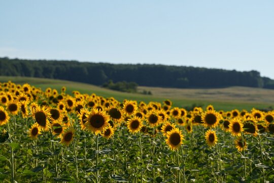 Travel romania transilvania targu mures sunflower field blooming under clear summer sky in transylvania romania