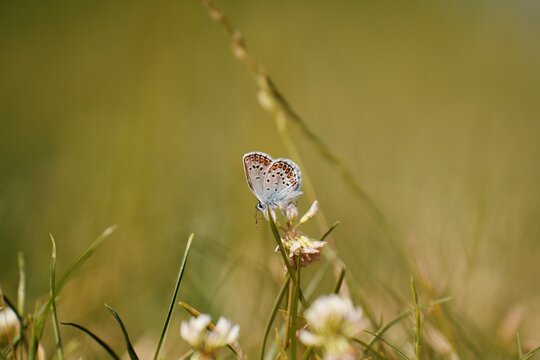 Travel romania transilvania targu mures butterfly on white clover blooming in a summer field