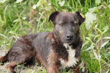 Travel romania transilvania targu mures stray dog resting in green grass looking to camera
