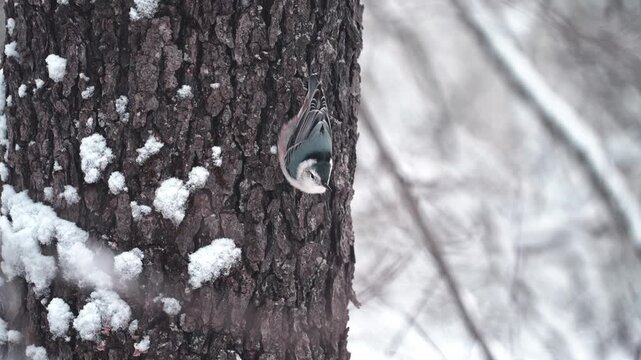 A small nuthatch perches on a snow-covered tree trunk, facing downward with its tail up and head turned toward the camera. The bird blinks and subtly moves, creating a delicate, close-up moment.