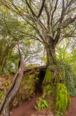 Fototapeta premium Yew Tree in Enchanted Forest