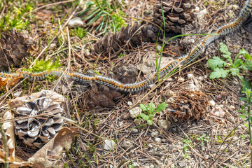 Fototapeta premium Pine Processionary Caterpillars Crawling in a Line on Forest Ground in Spring