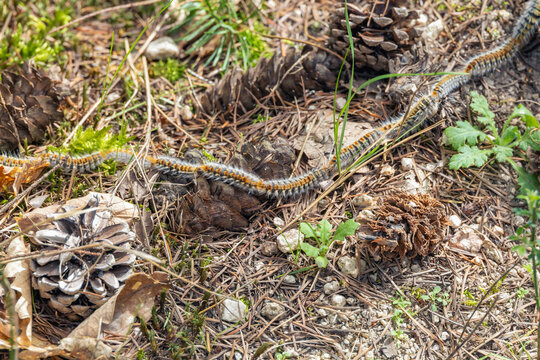 Pine Processionary Caterpillars Crawling in a Line on Forest Ground in Spring