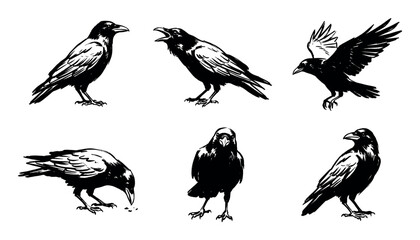Fototapeta premium Collection of six black raven illustrations in different poses such as flying, cawing, and pecking, depicted in a bold, graphic, hand-drawn ink sketch artistic style