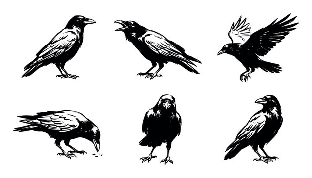Collection of six black raven illustrations in different poses such as flying, cawing, and pecking, depicted in a bold, graphic, hand-drawn ink sketch artistic style