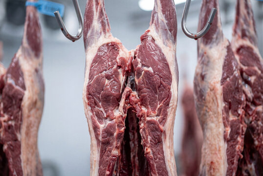 Cleaned venison carcasses hung in cold room for meat processing display