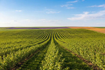 Rows of green currant bush seedlings in vast field