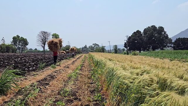 In this sunlit rural field, farmworkers carry large bundles of golden crops on their heads along a dirt path. To the left is tilled earth; to the right, lush grain. The serene agrarian scene. Not simi