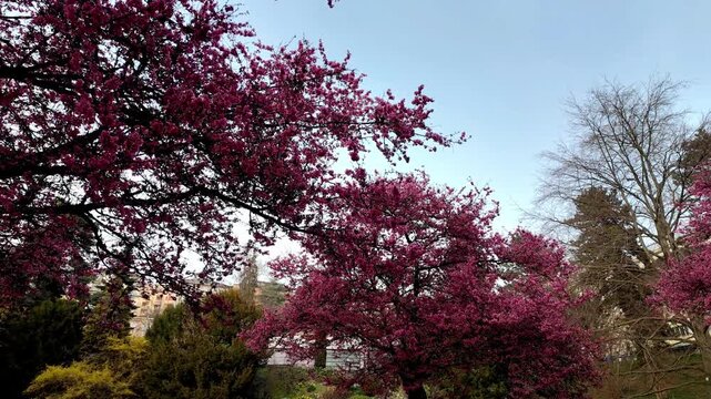 Real time Blossom in spring. Landscape of Prunus Kwanzan pink flowers, tree and bench in Switzerland. Panning.