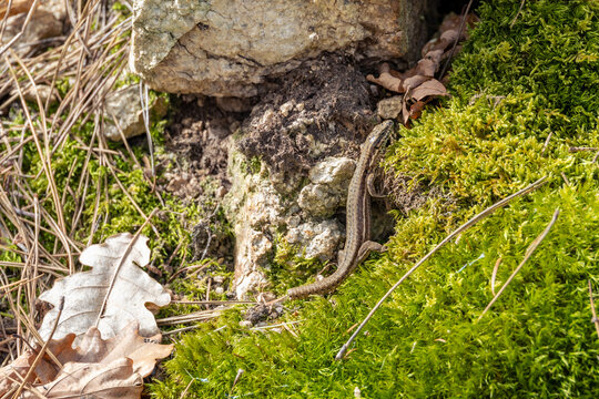 Common Wall Lizard Crawling on Mossy Rock in Forest Near Enval Auvergne France in Spring