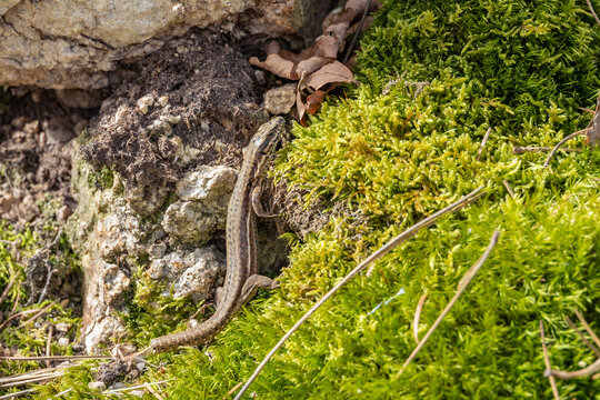 Common Wall Lizard Crawling on Mossy Rock in Forest Near Enval Auvergne France in Spring
