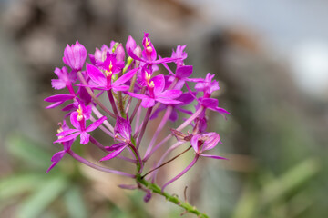 Fototapeta premium Close up of a crucifix orchid (epidendrum ibaguense) in bloom