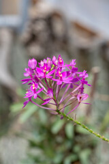 Close up of a crucifix orchid (epidendrum ibaguense) in bloom