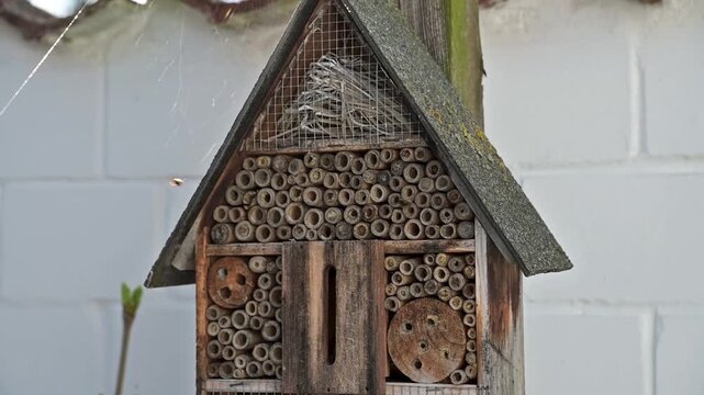 Solitary bees flying around wooden insect hotel bee house on a sunny spring day. Slow motion FHD video footage