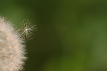 particolare di un fiore di dente di leone © Simona