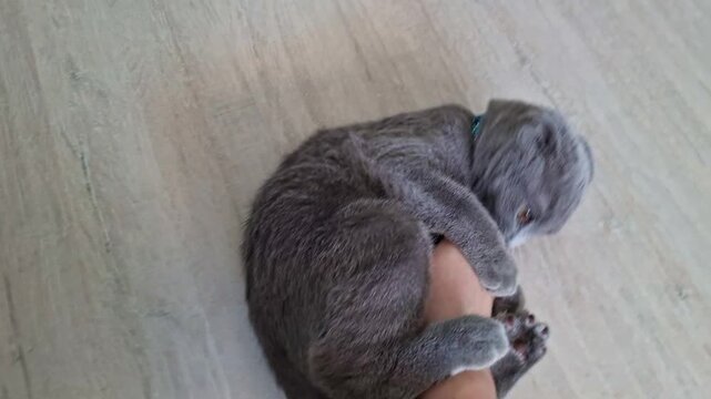 Playful scottish fold kitten biting owner's hand